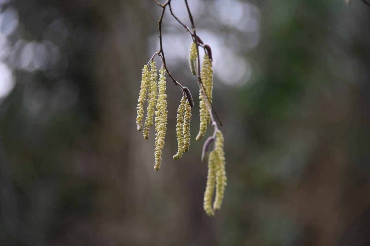 15 Hazels have been displaying their bright yellow pollen-filled catkins since early January.