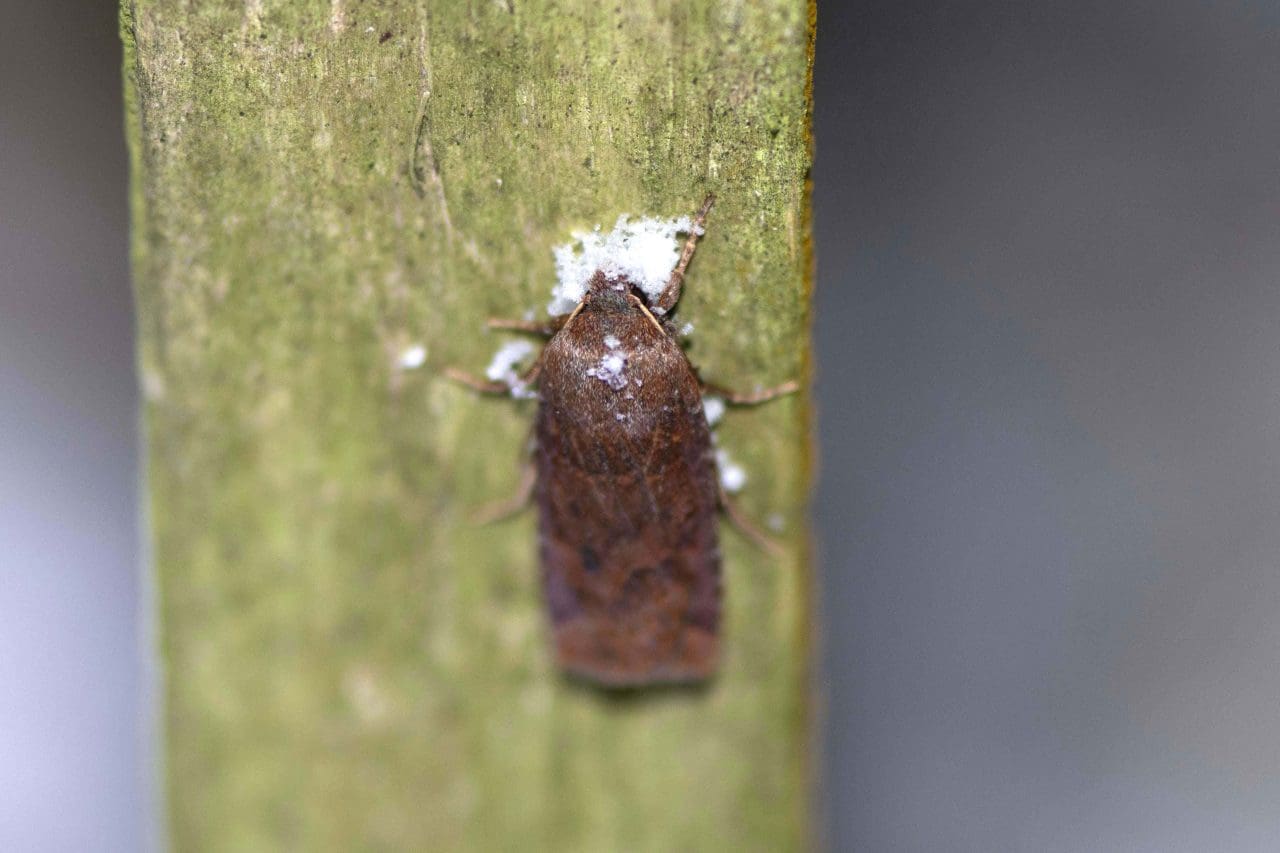 18 Chestnut moths seem to be out however cold and snowy it is. This moth has snow settled on its head.