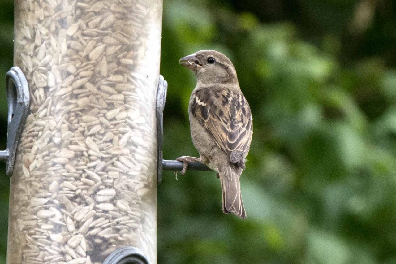 2 Female house sparrow with less bright brown colours and an eye stripe.