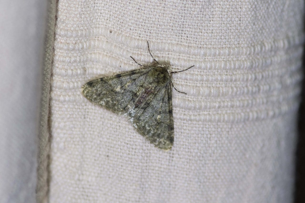 20 Pale brindled beauty, another mid-winter flying moth.