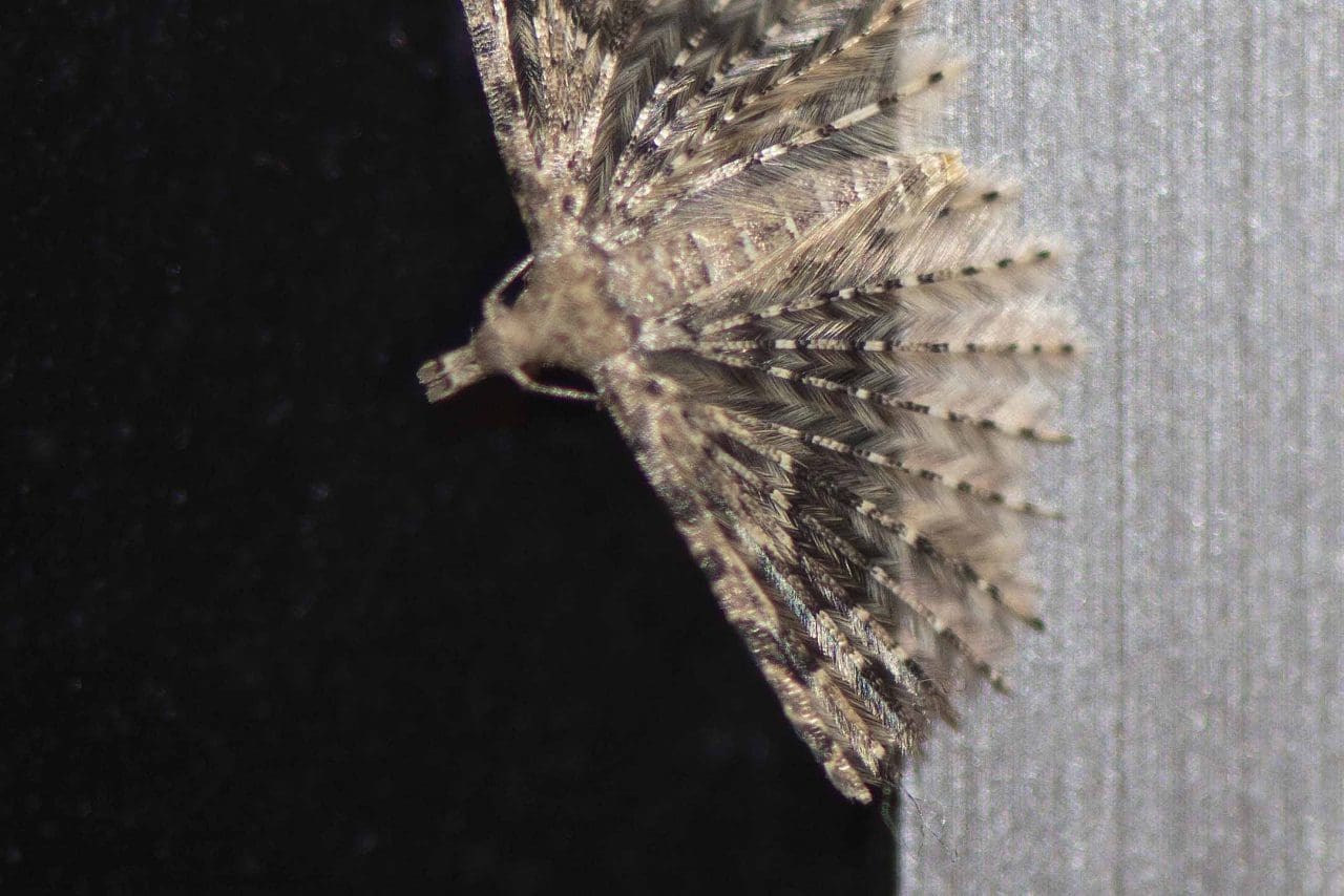 23 Alucita hexadactyla, many-plumed micro-moth, tiny (little fingernail-sized) with its feather-like wing plumes and that Mary spotted resting on our television screen.