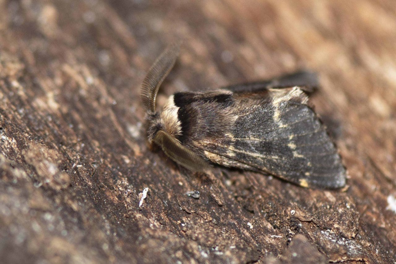4 December moths are one of the commonest moths in the trap this mid-December.