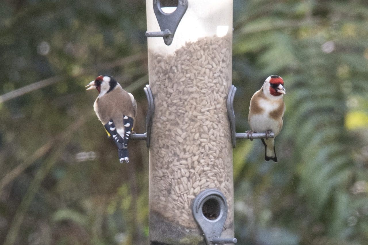 6 Goldfinches, usually in small flocks (charms).