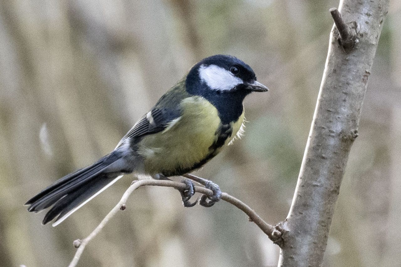 7 Great tit. This is a male with bright white cheeks set in a black head with a black stripe descending down a yellowish chest. Females are similar but less striking.