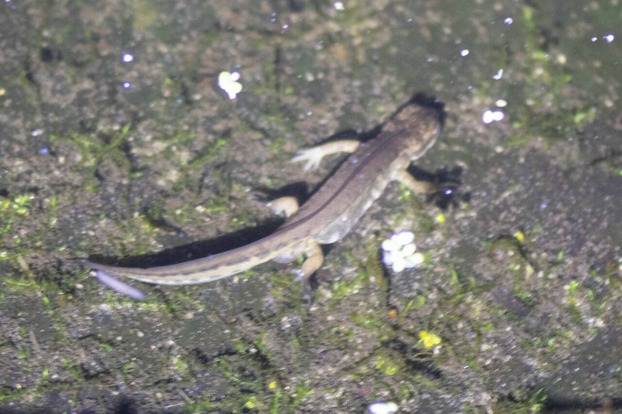 11 Palmate newts are common in our pond.