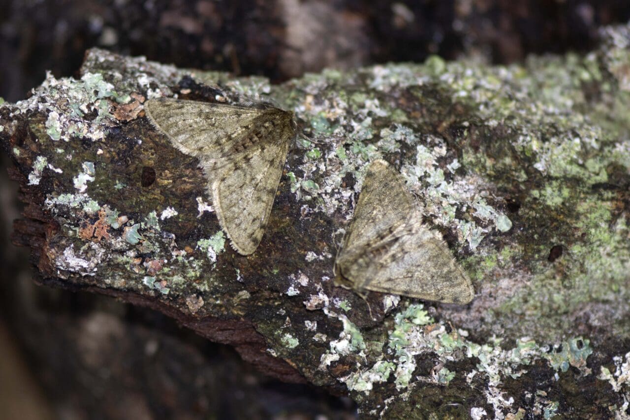13 Pale brindled beauty moths.