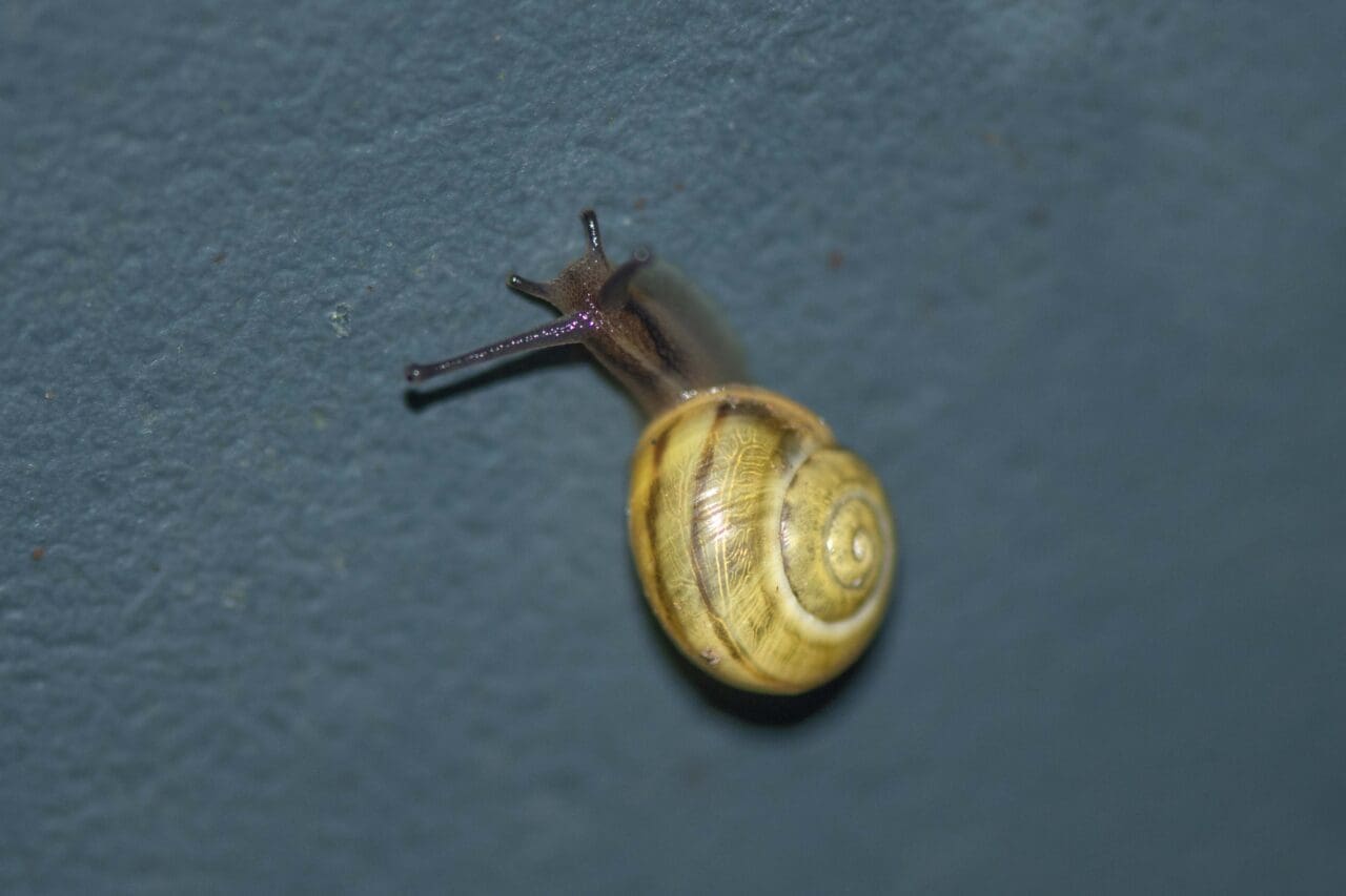 14 Banded snail.