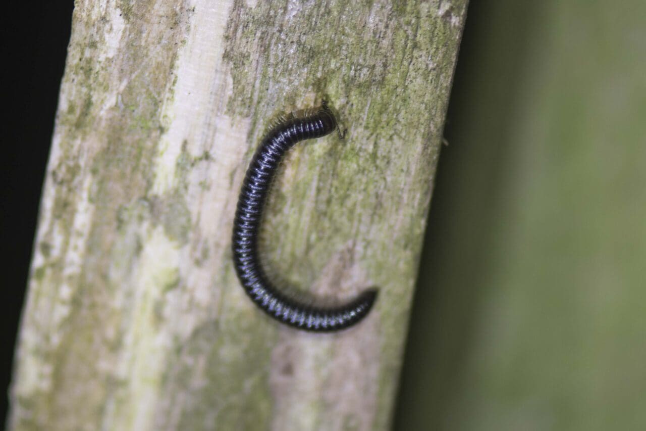 15 Black snake millipede on our garden fence.
