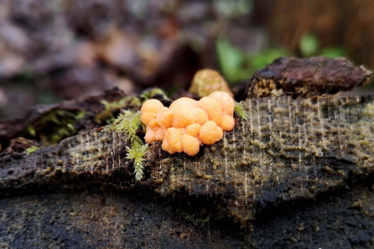 19 Recently emerged slime mould fruiting bodies on a rotting log