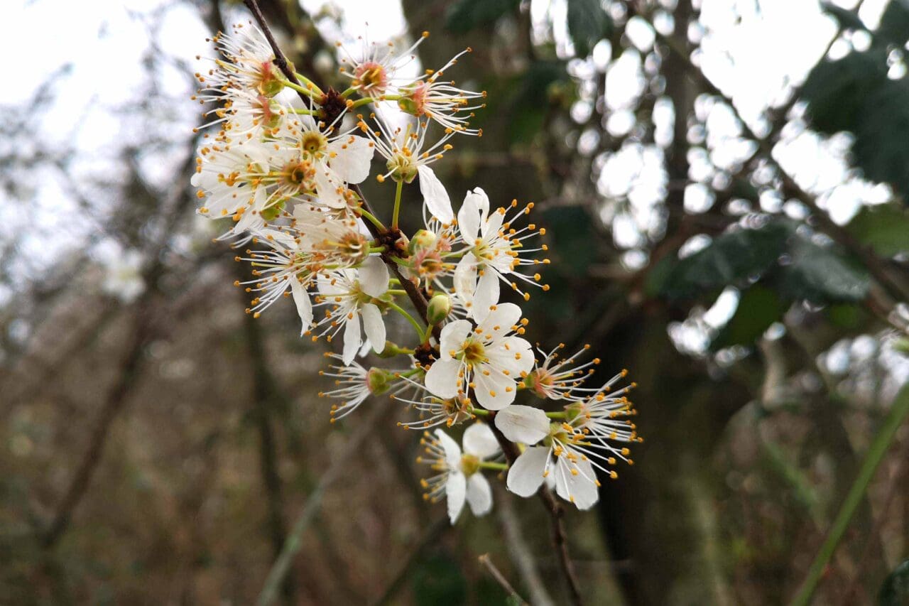 2 Blackthorn flowers (by the village hall).