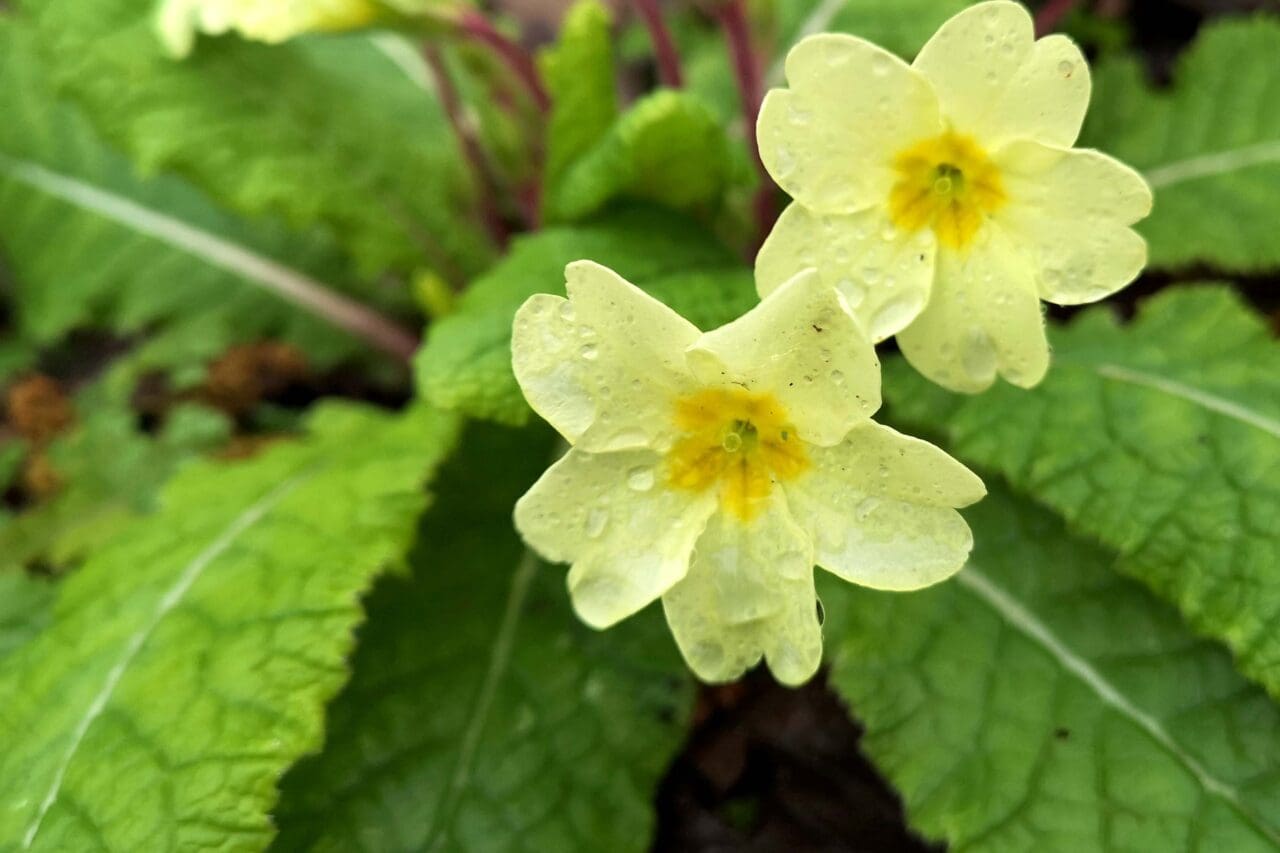 3 Primroses are coming out in our garden.