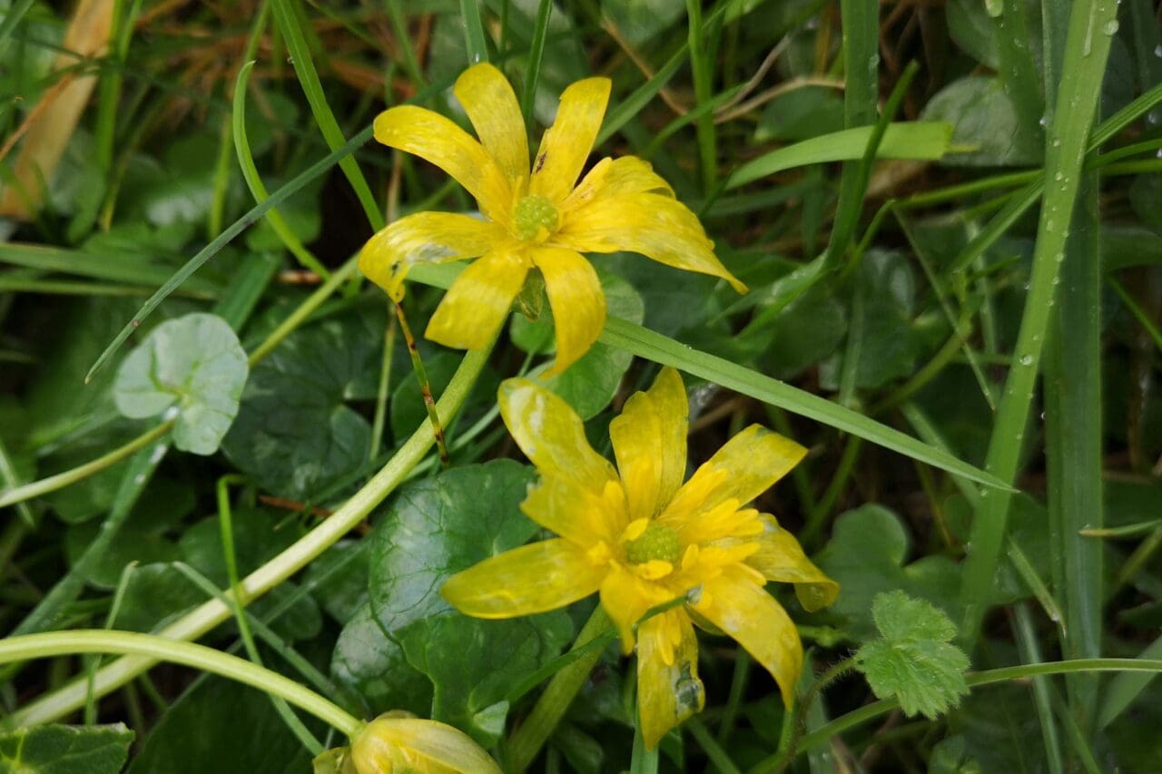 7 Lesser celandine on the village green, rather washed out by heavy rain.
