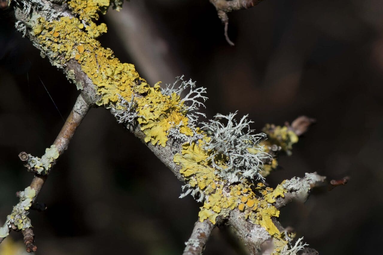 8 Colourful lichens on blackthorn.