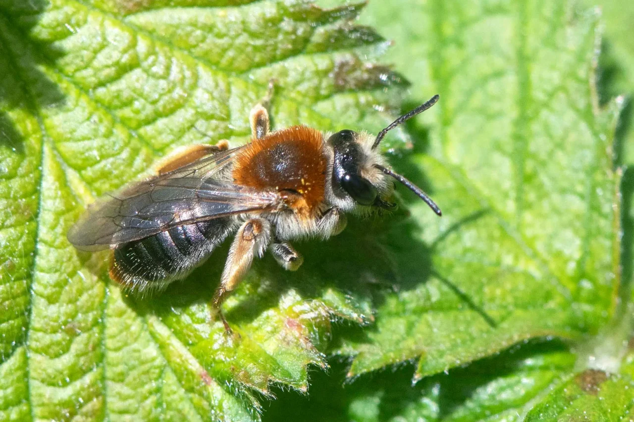 10 Orange-tailed mining bee