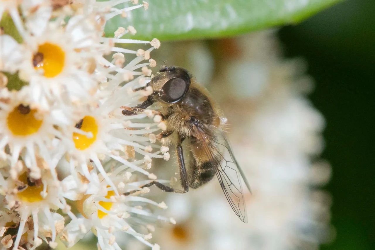 11 Tapered drone hoverfly on laurel