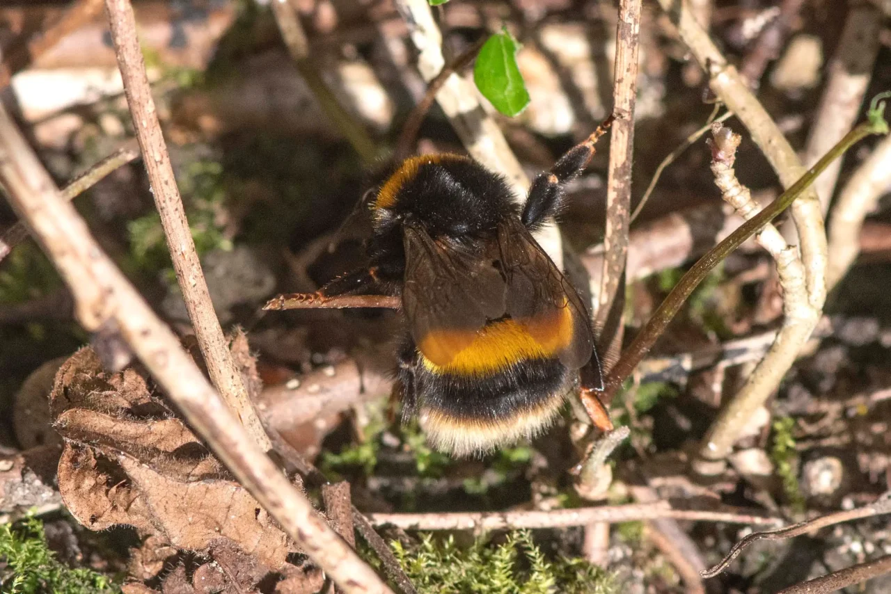12 Queen buff-tailed bumblebee