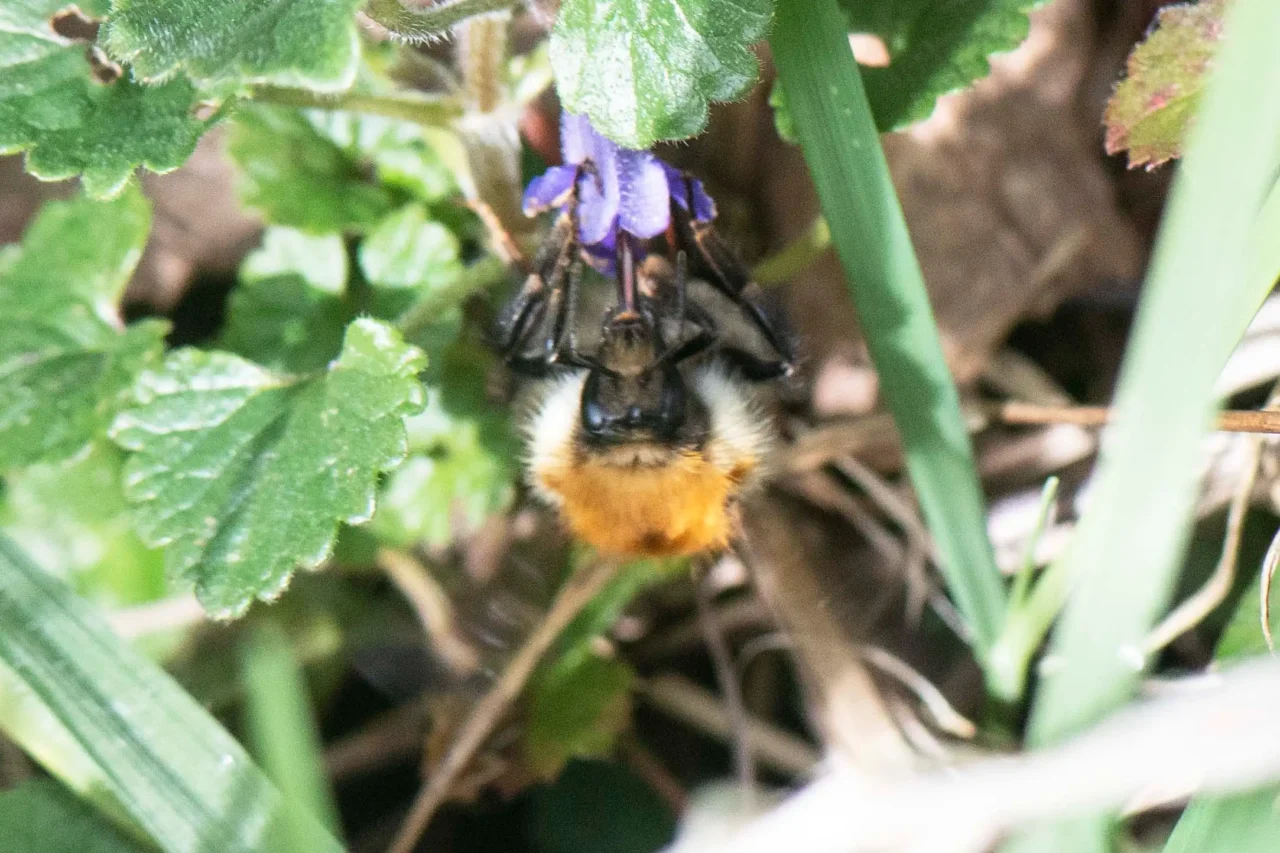 13 Queen common carder bumblebee