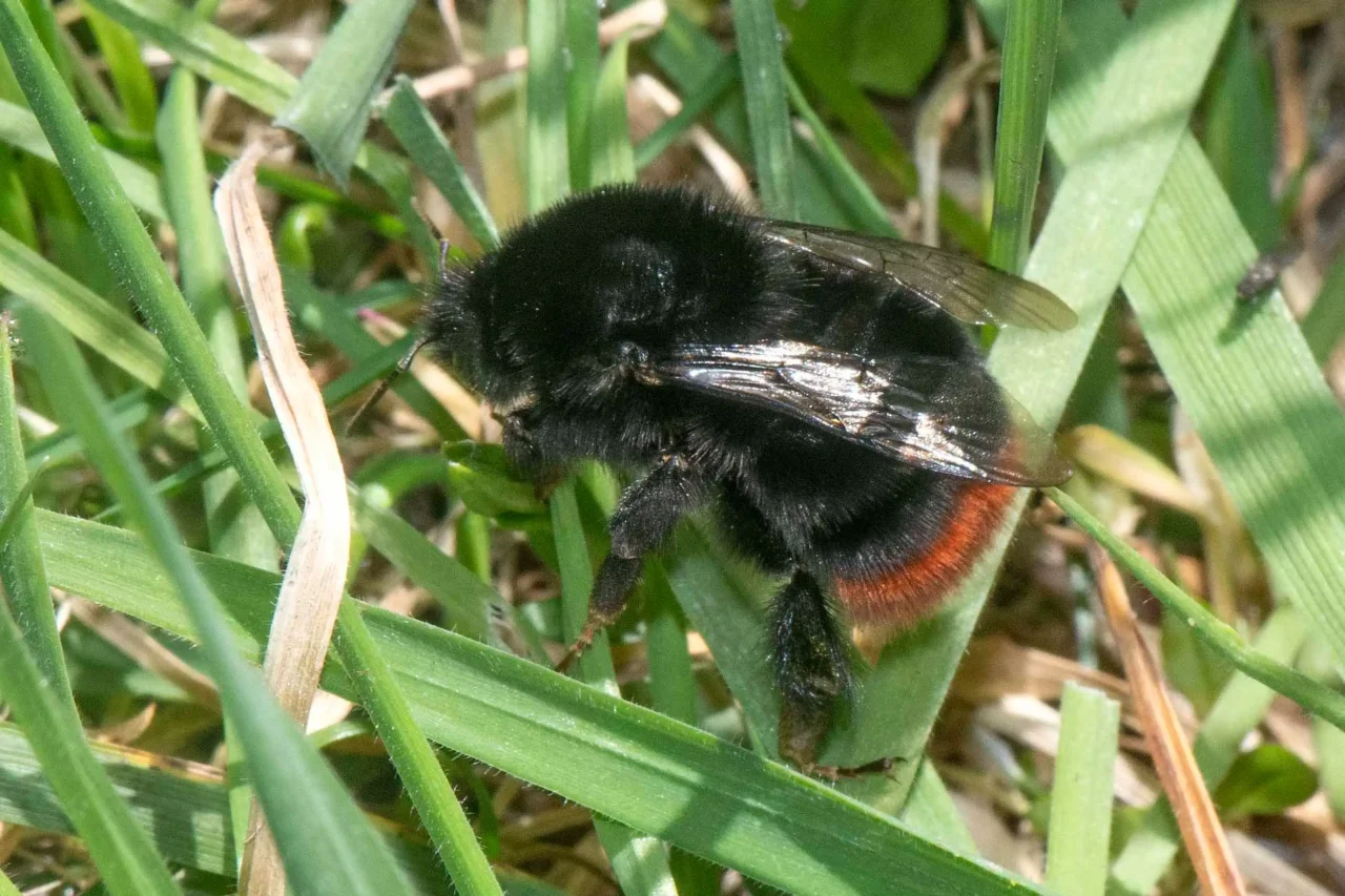 14 Queen Red-tailed bumblebee