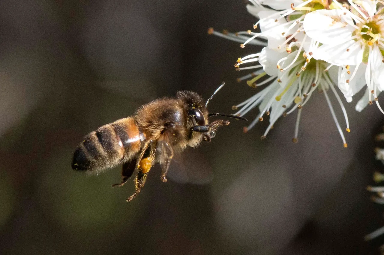 15 Honey bee approaching blackthorn flower