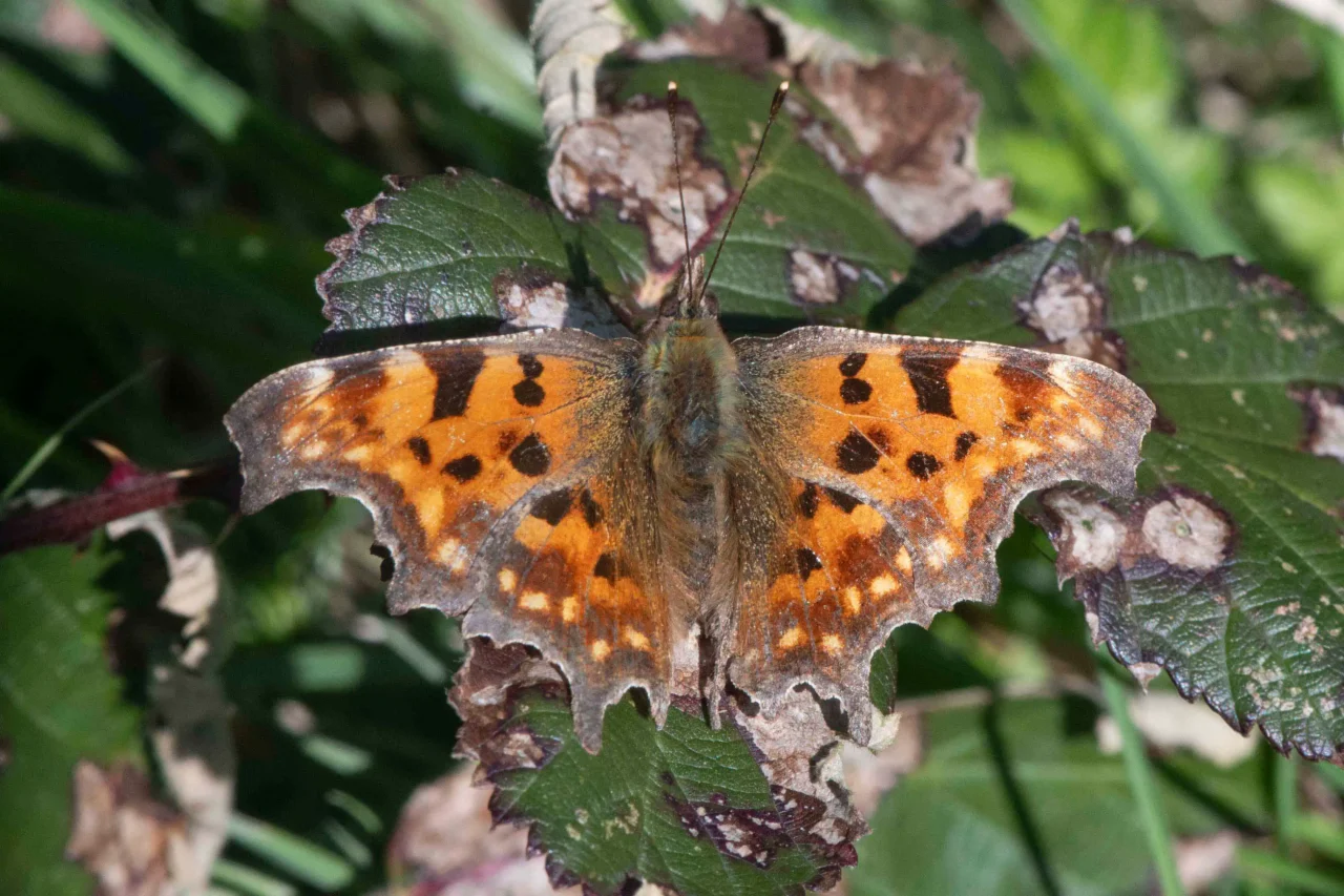 17 Comma butterfly sunning on bramble leaf