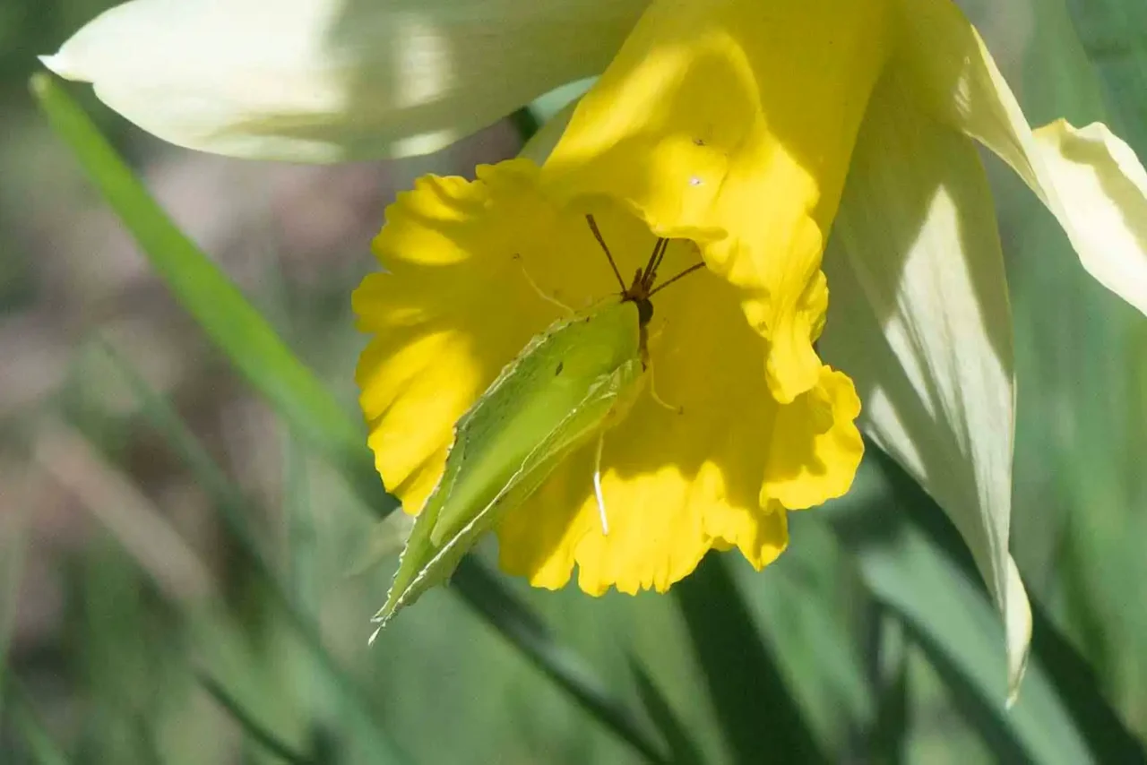 19 Brimstone butterfly feeding in daffodil flower