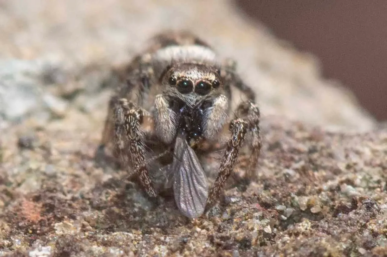 2 Male zebra jumping spider and fly