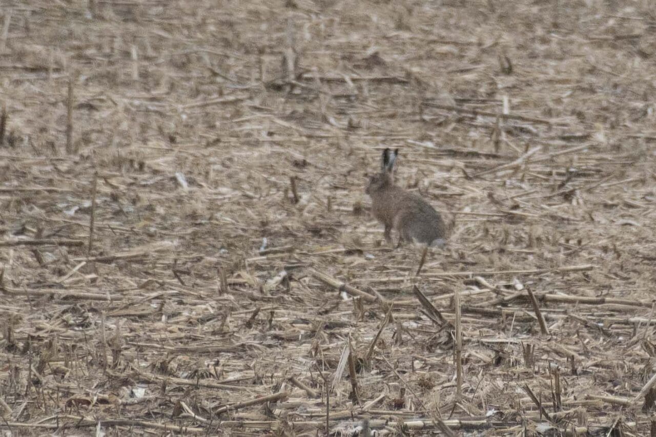 24 Distant brown hare
