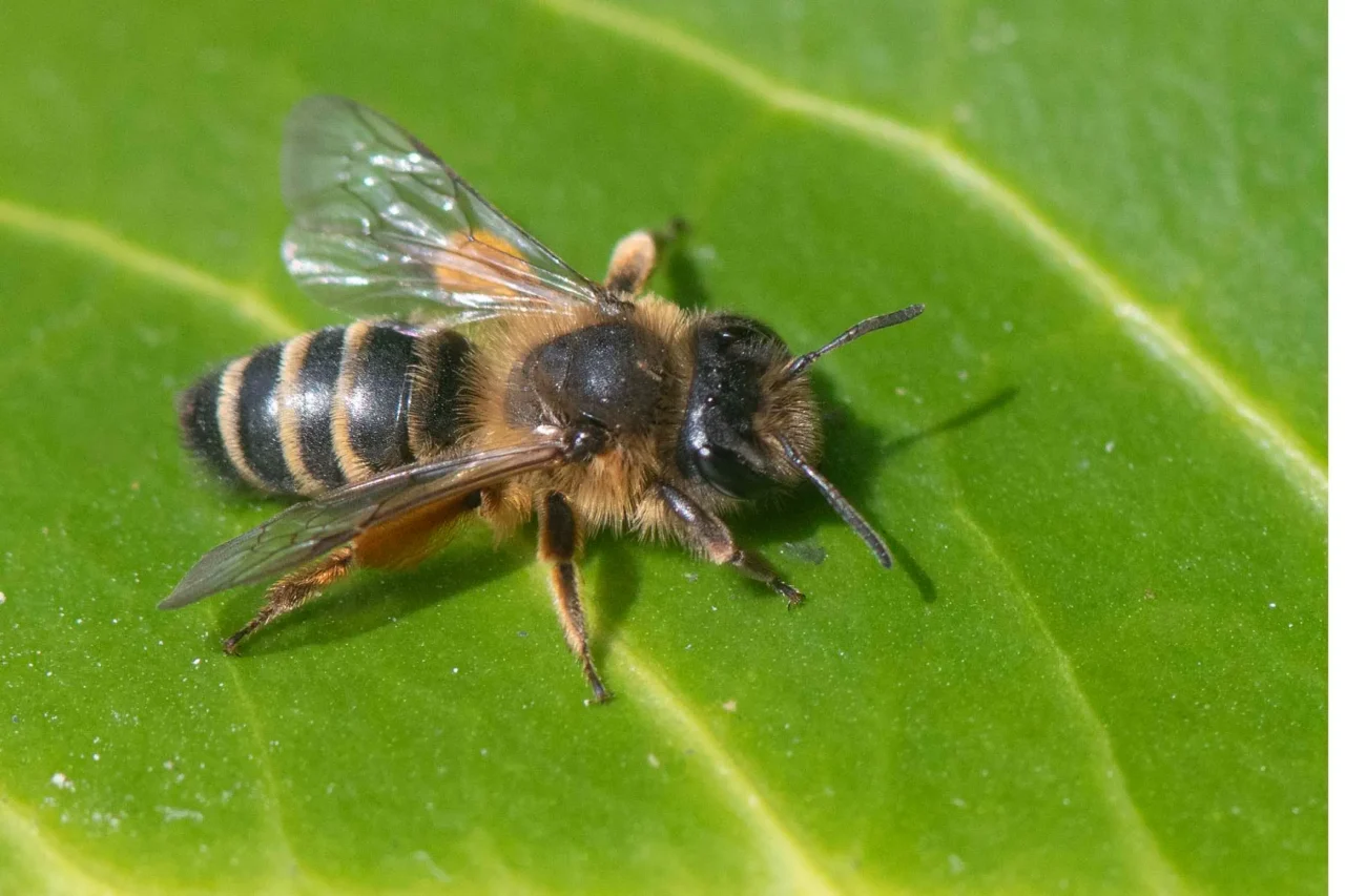 9 Yellow-legged mining bee