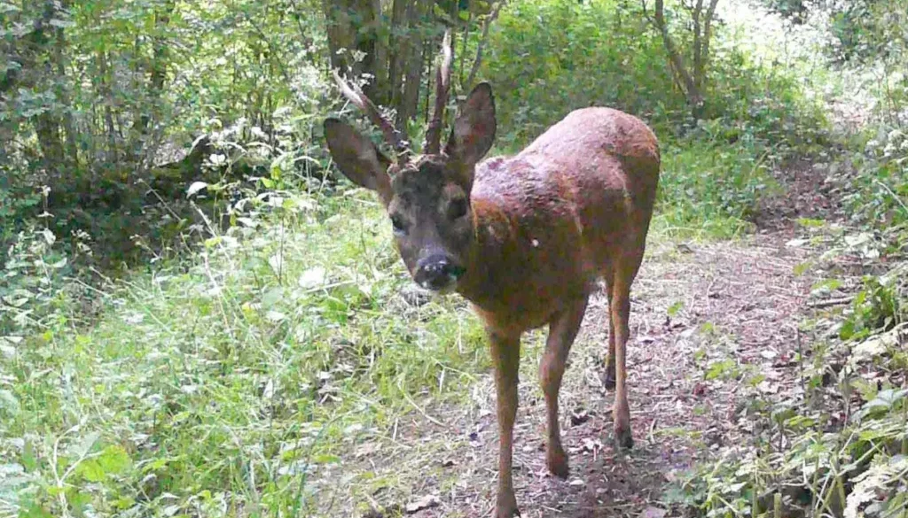 1 Roe buck 30 May 2024 1 Roe buck 30 May 2024