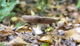 1 DSC_2384 Mushroom