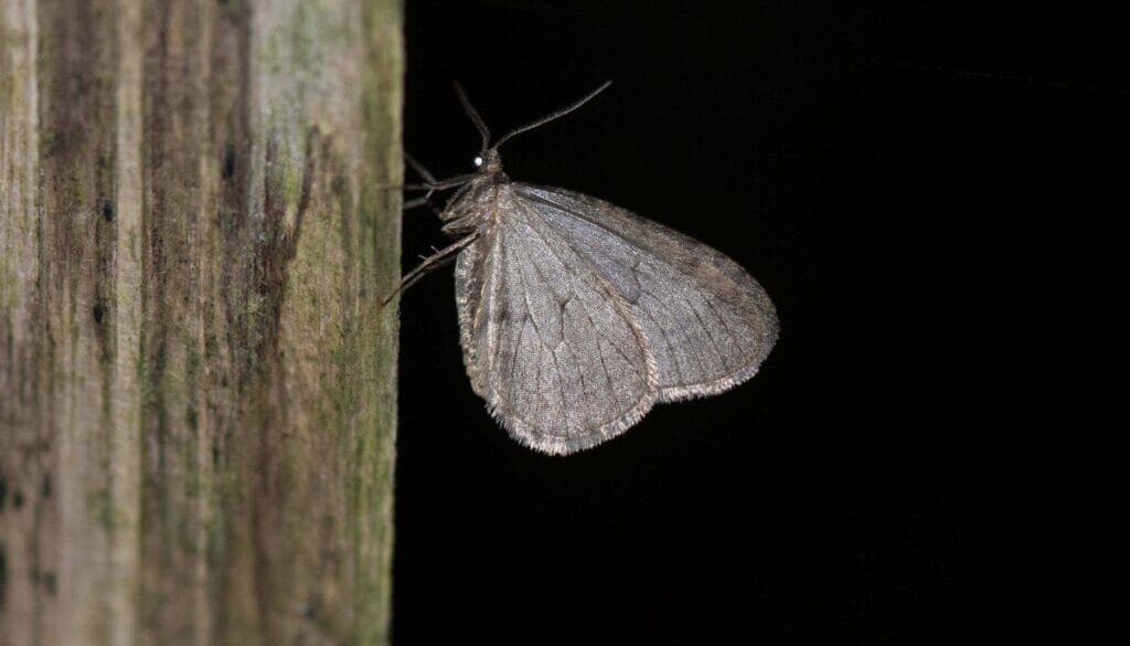 1 Winter moth on paling 1 Winter moth on paling