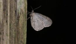 1 Winter moth on paling