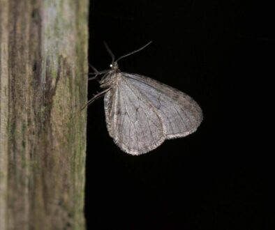 1 Winter moth on paling 1 Winter moth on paling