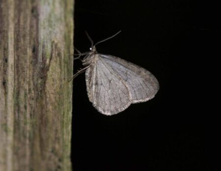 Wildlife Blog by Ron Allen 15 December 2024