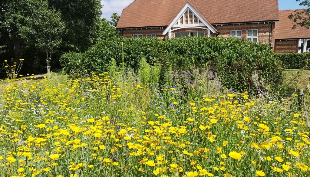 1. IMG_20250628_151827 Wildflower planting VillHall 28June2025 1. IMG_20250628_151827 Wildflower planting VillHall 28June2025