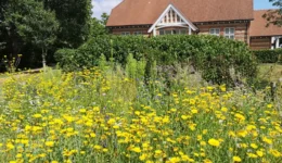 1. IMG_20250628_151827 Wildflower planting VillHall 28June2025