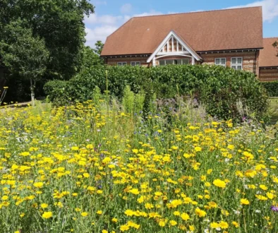 1. IMG_20250628_151827 Wildflower planting VillHall 28June2025 1. IMG_20250628_151827 Wildflower planting VillHall 28June2025