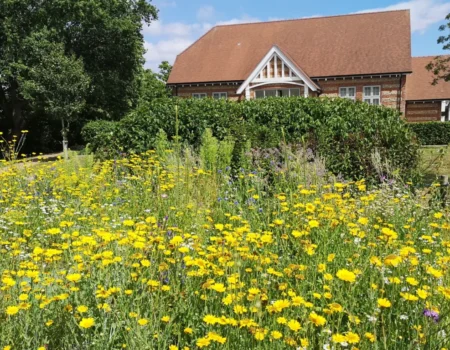 Wild flower patch – National Insect Week