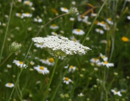 August 2026: A Long Hot Summer