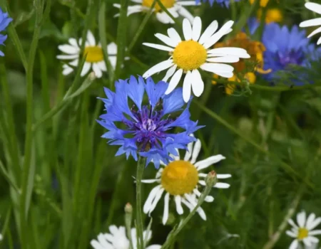 Volunteering in the Community Garden