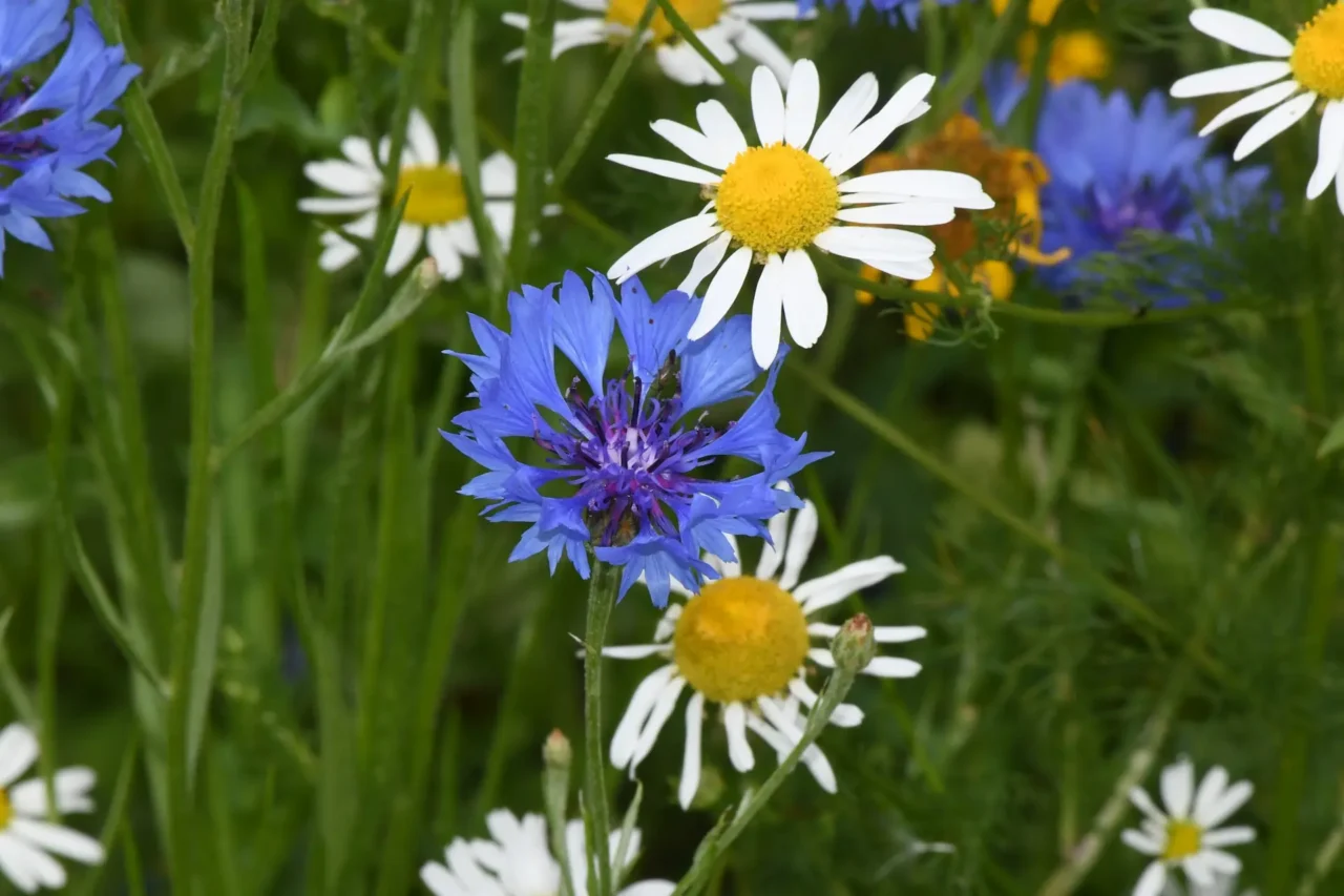 8 DSC_8944 Cornflower Centaurea cyanus VillHall 28June2025