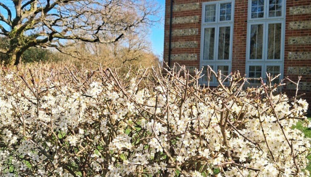 Community Garden Hedgerow in bloom Spring 2026 cropped