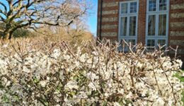 Community Garden Hedgerow in bloom Spring 2026 cropped