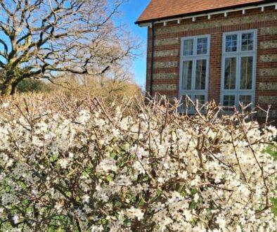 Community Garden Hedgerow in bloom Spring 2026 cropped