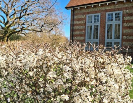 Community Garden – A Year in Review