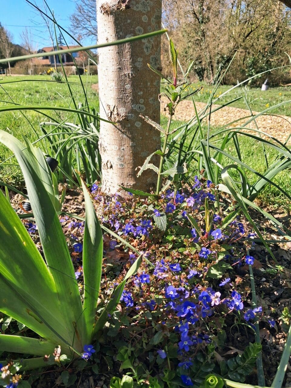 Community Garden Spring Bulbs April 2026