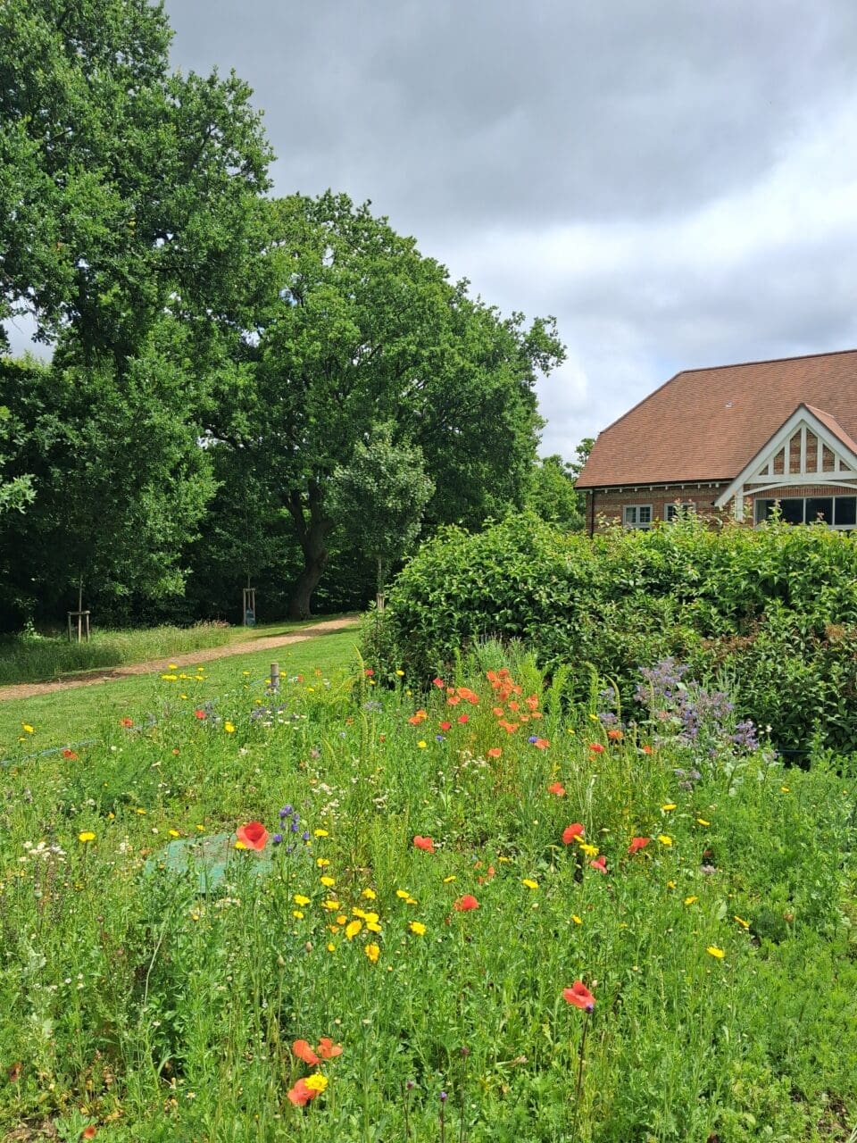 The wildflower patch in full bloom
