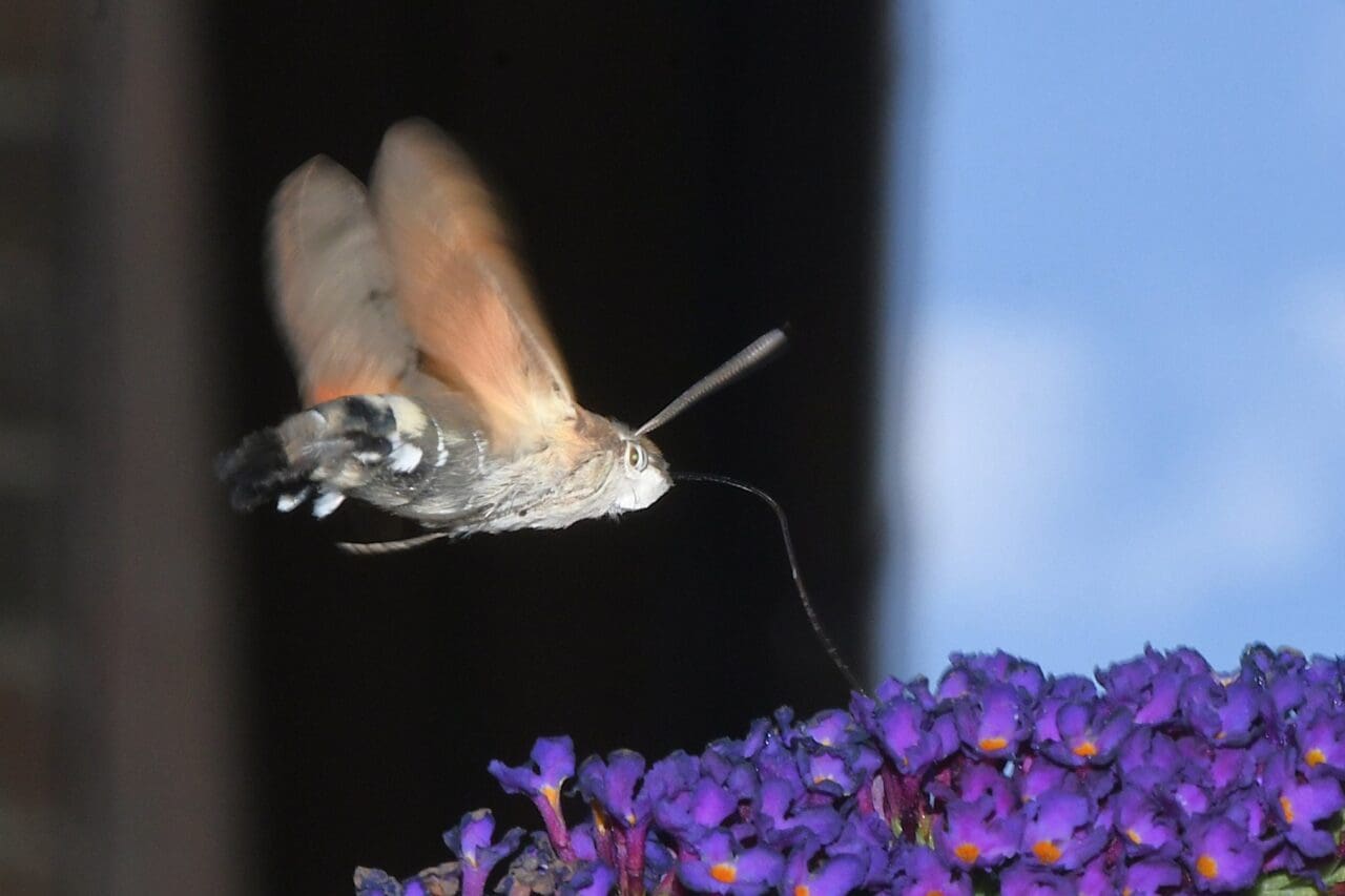 1. Hummingbird Hawkmoth 1. Hummingbird Hawkmoth