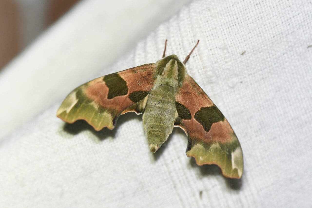 1. Lime Hawkmoth 1. Lime Hawkmoth