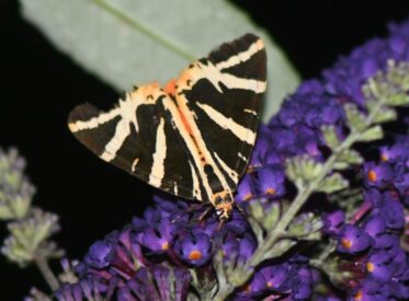 10. Jersey Tiger 10. Jersey Tiger